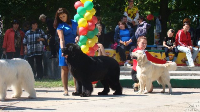 Фото: ньюфаундленд Sent Djons Rollex (Сент Джонс Роллекс)