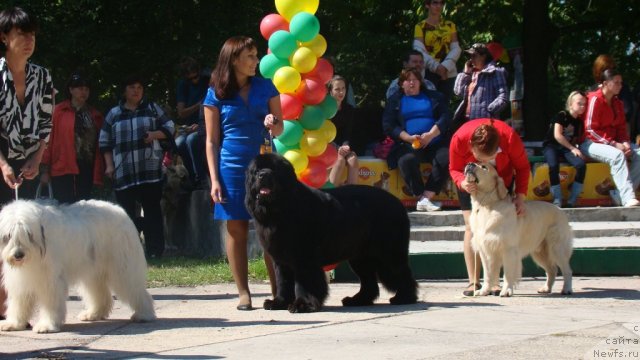 Фото: ньюфаундленд Sent Djons Rollex (Сент Джонс Роллекс)