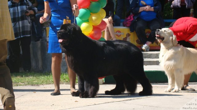 Фото: ньюфаундленд Sent Djons Rollex (Сент Джонс Роллекс)