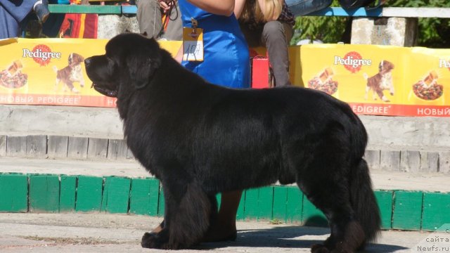 Фото: ньюфаундленд Sent Djons Rollex (Сент Джонс Роллекс)