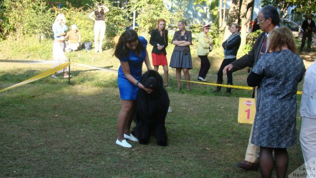 Фото: ньюфаундленд Sent Djons Rollex (Сент Джонс Роллекс)