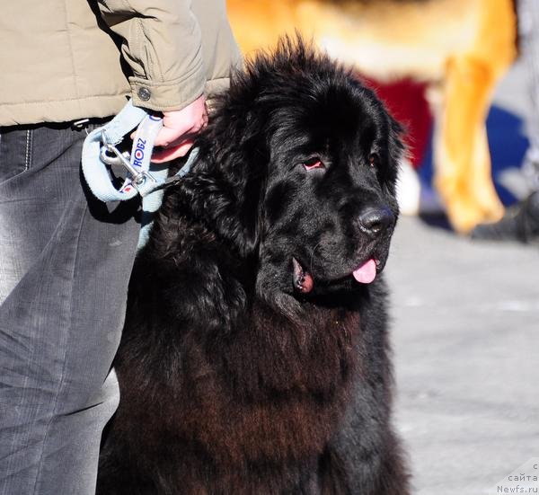 Фото: ньюфаундленд Sent Djons Harebell (Сент Джонс Харебелл)