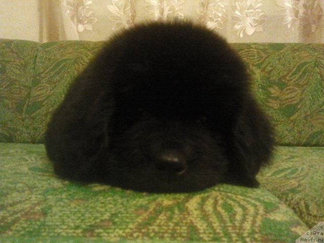 Фото: ньюфаундленд Piternyuf Nota Bene (Питерньюф Нота Бене)