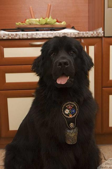 Фото: ньюфаундленд Potap Paris (Потап Парис)