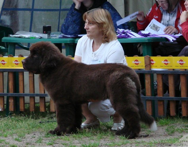 Фото: ньюфаундленд Obush SHed YAntarnyiy Poceluy (Обуш Шед Янтарный Поцелуй), Svetlana Panchenko (Светлана Панченко)