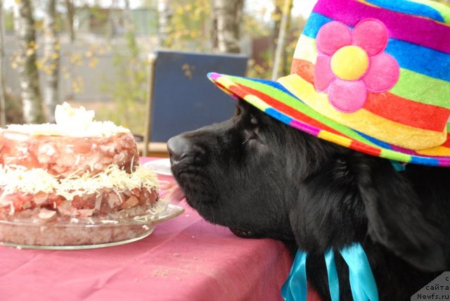 Фотография № 78029