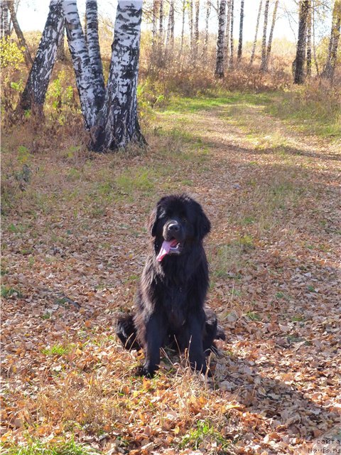 Фотография № 78031