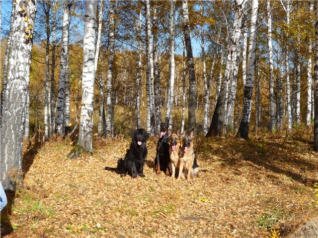 Фотография № 78032