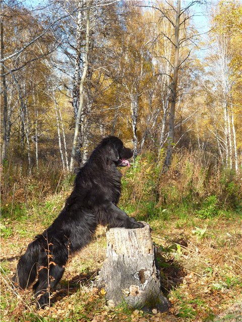 Фотография № 78035