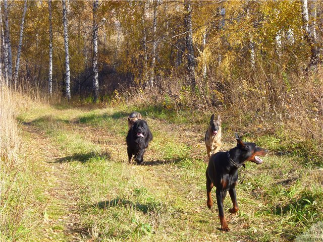 Фотография № 78036