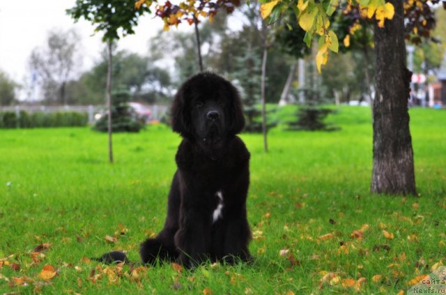 Фото: ньюфаундленд Beguschaya po Volnam Zurbagan (Бегущая по Волнам Зурбаган)