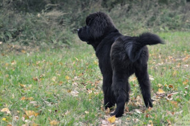 Фото: ньюфаундленд Beguschaya po Volnam Zurbagan (Бегущая по Волнам Зурбаган)