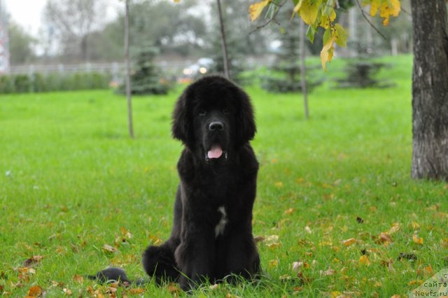 Фото: ньюфаундленд Beguschaya po Volnam Zurbagan (Бегущая по Волнам Зурбаган)