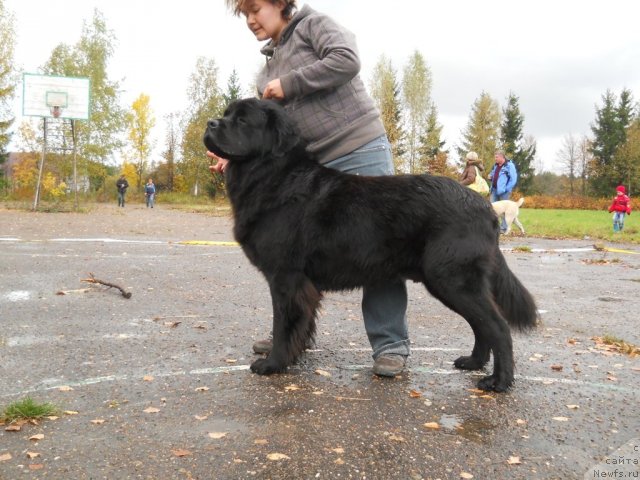 Фото: ньюфаундленд Fann'yuf YAshka Haker (Фанньюф Яшка Хакер)