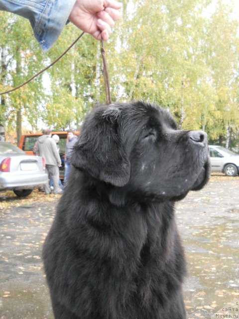 Фото: ньюфаундленд Fann'yuf YAshka Haker (Фанньюф Яшка Хакер)