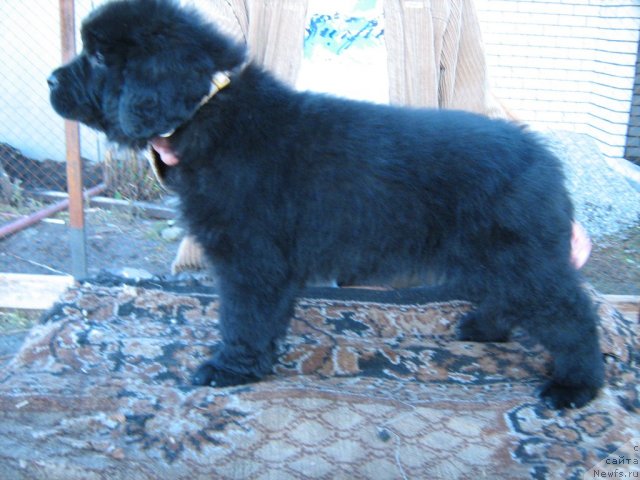 Фото: ньюфаундленд Super Premium Invisible (Супер Премиум Инвисибл)