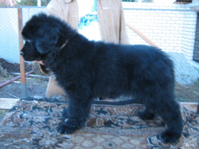 Фото: ньюфаундленд Super Premium Invisible (Супер Премиум Инвисибл)