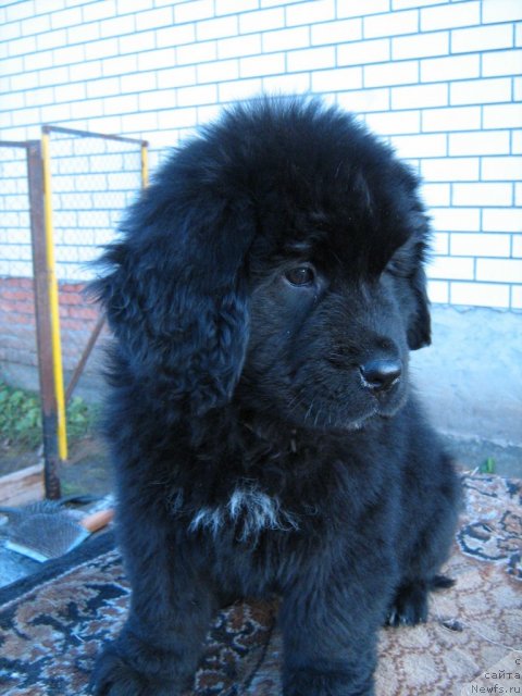 Фото: ньюфаундленд Super Premium Invisible (Супер Премиум Инвисибл)