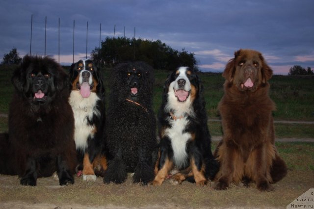 Фото: ньюфаундленд CHansi iz Zolotogo Treugol'nika (Чанси из Золотого Треугольника), Тайсон, Пончик, Граня, ньюфаундленд Chernyi Sharm Angel'skaya Krasota (Черный Шарм Ангельская Красота)