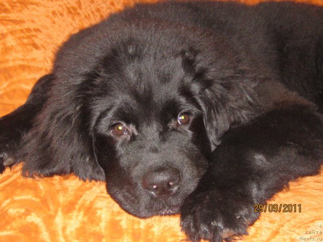 Фото: ньюфаундленд Sent Djons CHelenjer (Сент Джонс Челенжер)