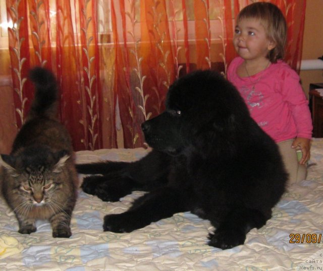 Фото: ньюфаундленд Sent Djons CHelenjer (Сент Джонс Челенжер), кот Лиска, Елизавета Андреевна!