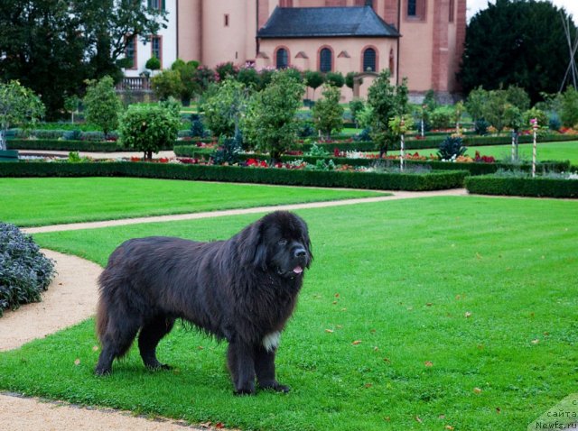 Фото: ньюфаундленд Potap Fidel' (Потап Фидель)