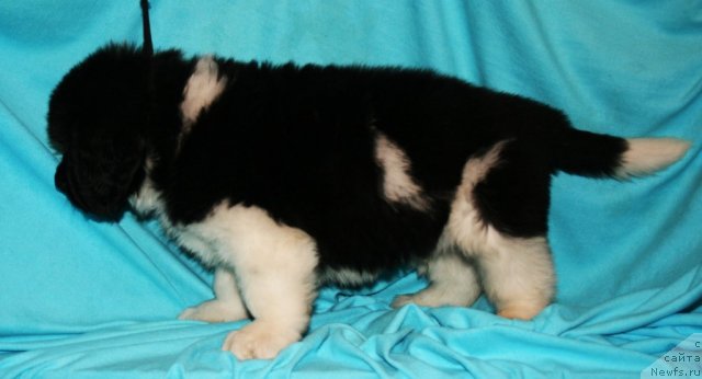 Фото: ньюфаундленд Fiamettahauz  Onli  YU (Фиаметтахауз  Онли  Ю)