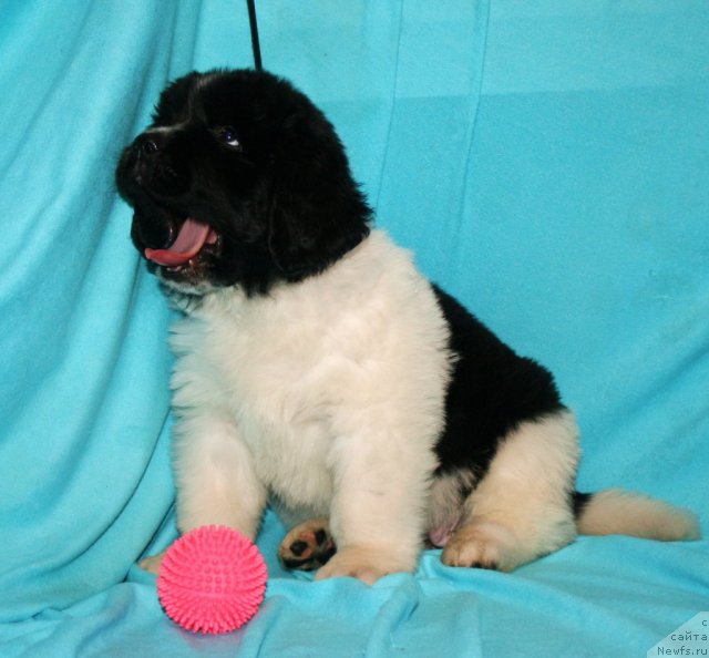 Фото: ньюфаундленд Fiamettahauz  Orhideya Lyubvi (Фиаметтахауз  Орхидея Любви)