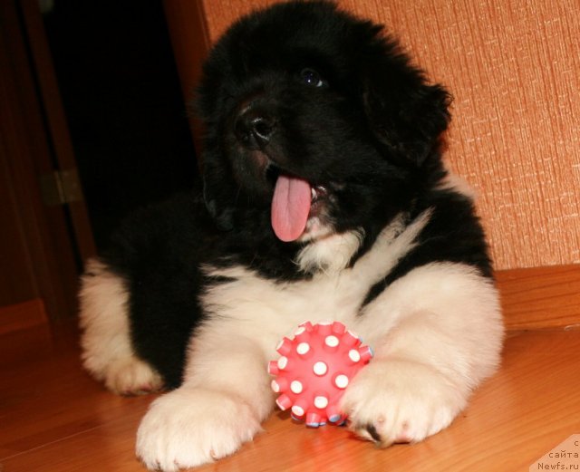 Фотография № 78065