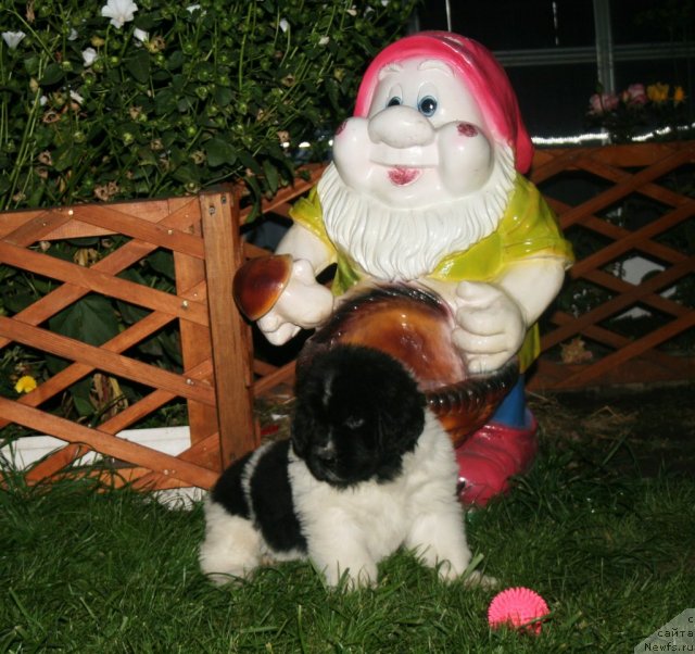 Фото: ньюфаундленд Fiamettahauz  Orhideya Lyubvi (Фиаметтахауз  Орхидея Любви)