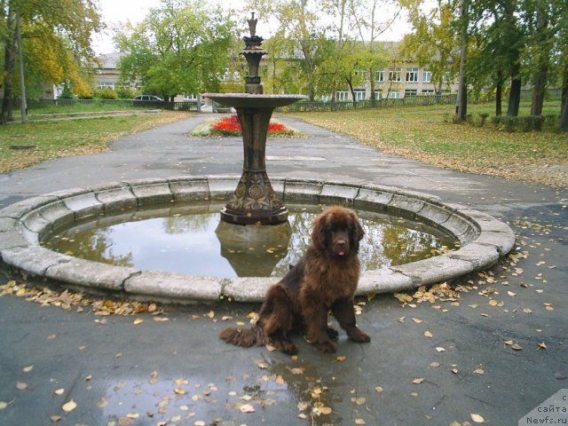 Фото: ньюфаундленд Obush Shed Yakutia (Обуш Шед Якутия)