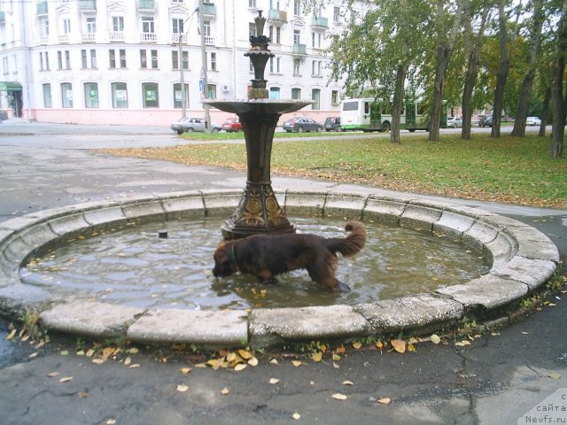 Фото: ньюфаундленд Obush Shed Yakutia (Обуш Шед Якутия)