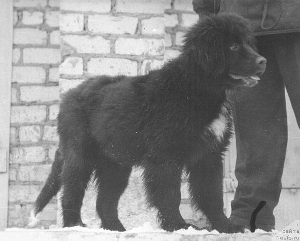 Фото: ньюфаундленд Jaklin Boklay (Жаклин Боклай)