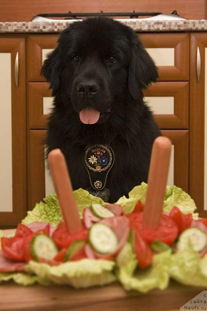 Фото: ньюфаундленд Potap Paris (Потап Парис)