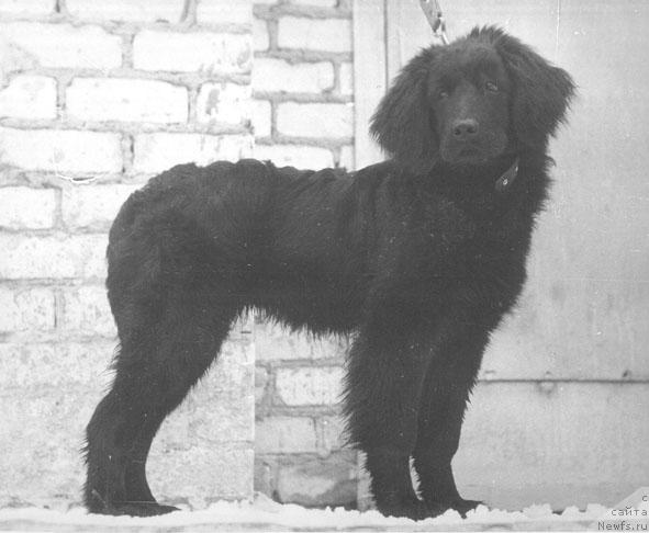 Фото: ньюфаундленд Jessika Boklay (Жессика Боклай)