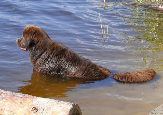 Фото: ньюфаундленд Krasota CHistogo Zolota (Красота Чистого Золота)