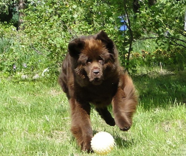 Фото: ньюфаундленд Krasota CHistogo Zolota (Красота Чистого Золота), ньюфаундленд Krasota CHistogo Zolota (Красота Чистого Золота)