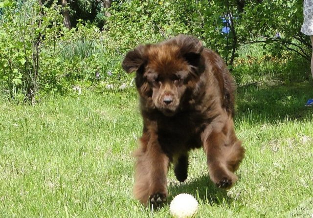 Фото: ньюфаундленд Krasota CHistogo Zolota (Красота Чистого Золота)