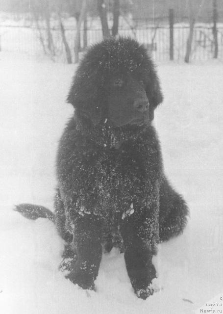 Фото: ньюфаундленд Jak Admi Ni of Layf Seyver (Жак Адми Ни оф Лайф Сейвер)