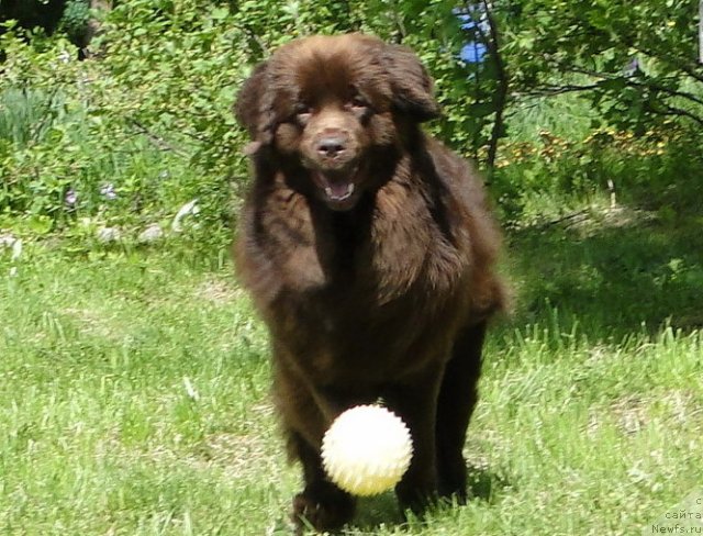 Фото: ньюфаундленд Krasota CHistogo Zolota (Красота Чистого Золота)