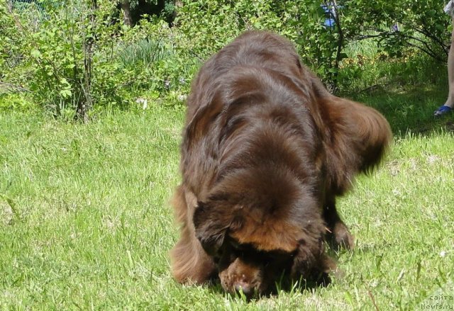 Фото: ньюфаундленд Krasota CHistogo Zolota (Красота Чистого Золота)