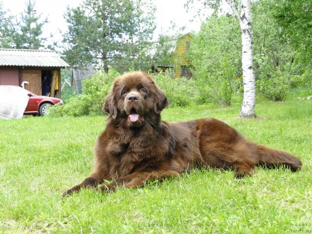 Фото: ньюфаундленд Krasota CHistogo Zolota (Красота Чистого Золота)