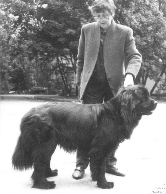 Фото: ньюфаундленд Bettina Vel'tbah (Беттина Вельтбах)