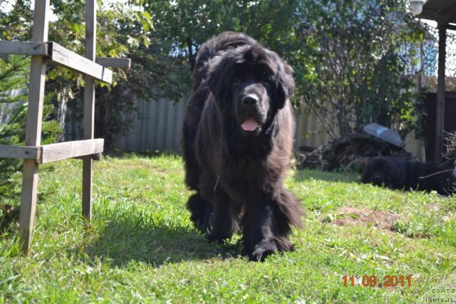 Фото: ньюфаундленд I'm Little Princess Midnight Bear