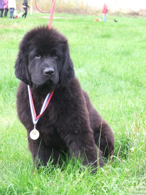 Фото: ньюфаундленд Plushevaya Panda Universalnyj Mischka (Плюшевая Панда Универсальный Мишка)