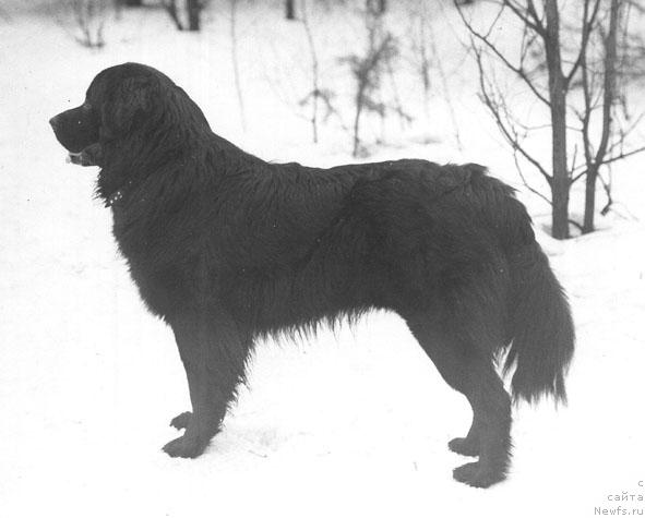 Фото: ньюфаундленд Zuray Dardji Bey (Зурай Дарджи Бей)