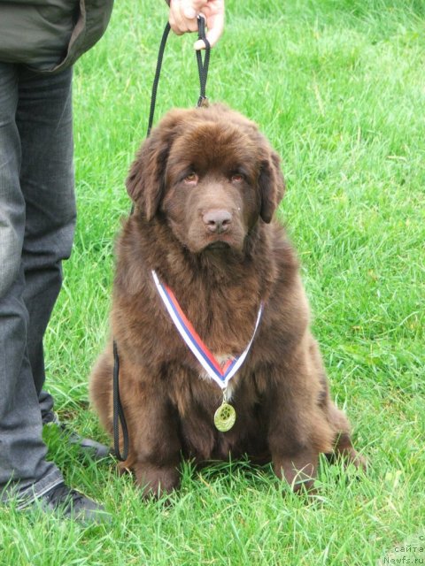 Фото: ньюфаундленд Take It Slowly Blu Plushevay Panda