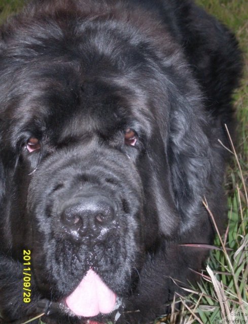 Фото: ньюфаундленд Arh B'yuti Odri Vol'naya Ptica (Арх Бьюти Одри Вольная Птица)