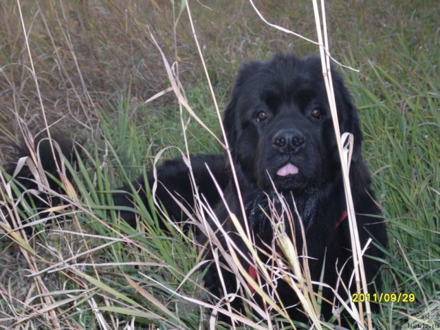 Фото: ньюфаундленд Fiamettahauz Nusakan (Фиаметтахауз Нусакан)