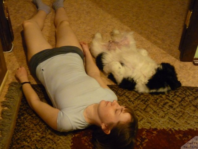 Фото: ньюфаундленд Okeanskaya Volna iz Tihogo Omuta (Океанская Волна из Тихого Омута), Ekaterina Milyohina (Екатерина Милёхина)